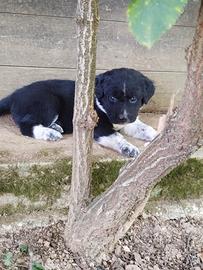 Ultimo cucciolo incrocio border collie