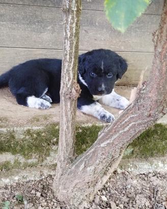 Ultimo cucciolo incrocio border collie