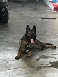 Pastore tedesco grigione con pedigree