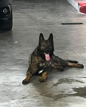 Pastore tedesco grigione con pedigree