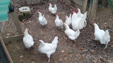 Galline bresse bianco