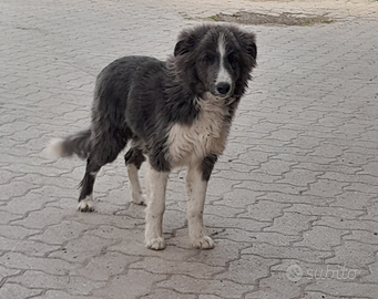 Border colli