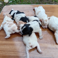 Breton cuccioli con pedigree