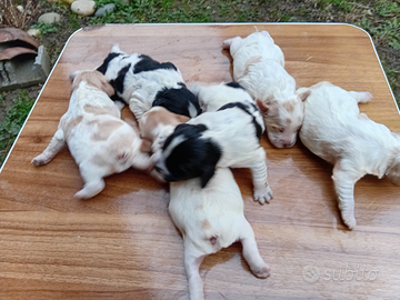 Breton cuccioli con pedigree