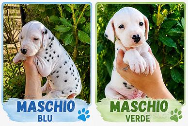 Cucciolo Dalmata con pedigree