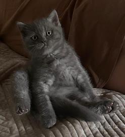 Gatto britisch