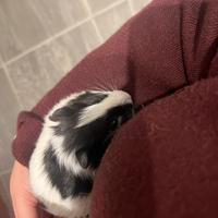 Cavia peruviana/porcellino d'india femmina