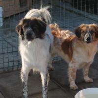 Adozione del cuore per i cuccioli Pia e Pio