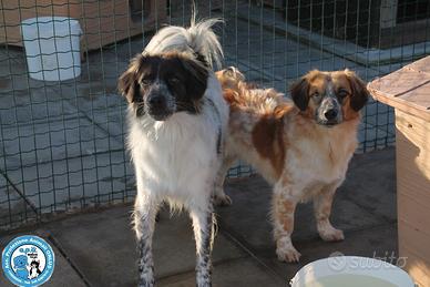 Adozione del cuore per i cuccioli Pia e Pio