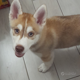 Cucciola d'oro di 2 mesi