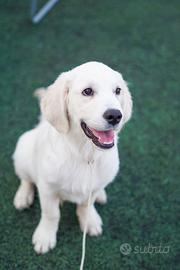 Cuccioli di Golden