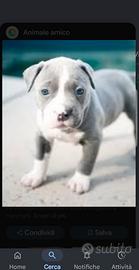 Cucciolo di pitbull