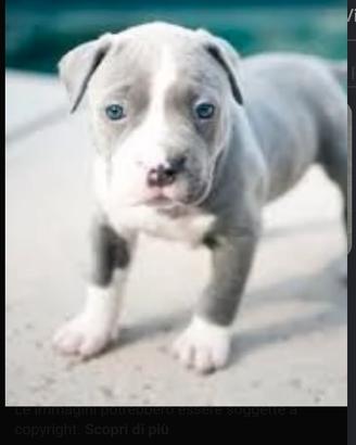 Cucciolo di pitbull