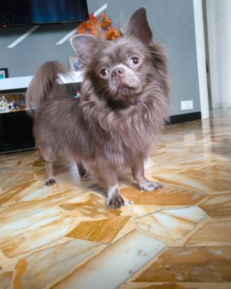 Chihuahua pelo lungo per monta