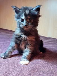 Maine-coon