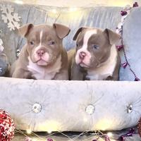 Cuccioli American Bully