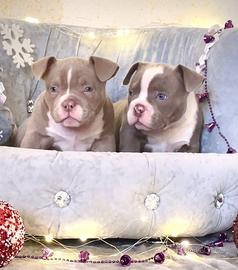 Cuccioli American Bully