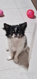 Chihuahua maschio pl cucciolo
