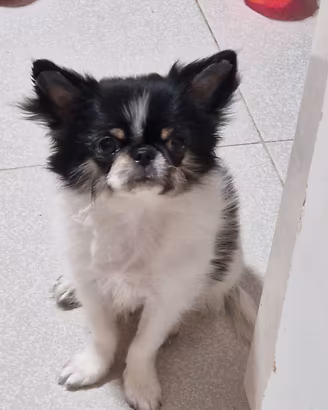 Chihuahua maschio pl cucciolo