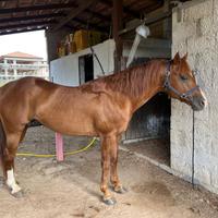 Cavallo quarter horse stallone