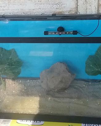 acquario, acquaterrario, paludario 100lt 80x42x30c