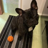 Monta bulldog francese