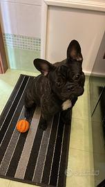 Monta bulldog francese