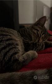 Gattina