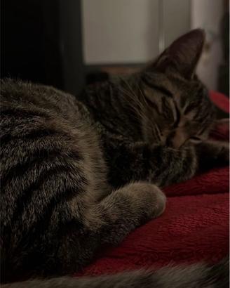 Gattina