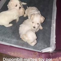 Maltesini toy