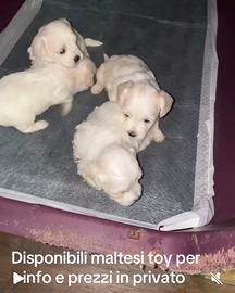Maltesini toy