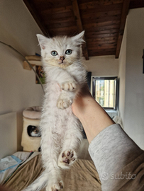 Trevor cucciolo british longhair silver