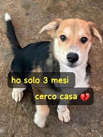 IGOR 3 MESI Taglia media0