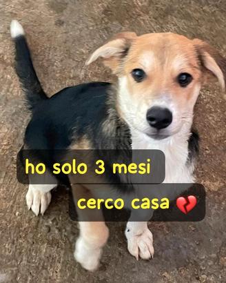 IGOR 3 MESI Taglia media0