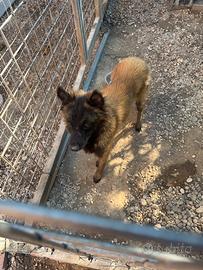 Cane pastore belga Malinois