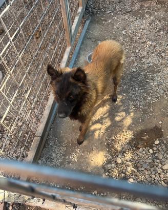 Cane pastore belga Malinois