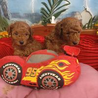 Di Taglia Piccola Toy Barboncini Rosso Red