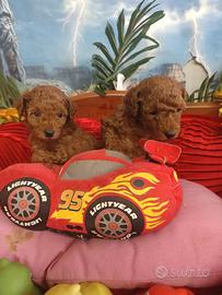 Di Taglia Piccola Toy Barboncini Rosso Red