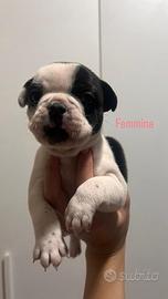 Cuccioli di bulldog francese
