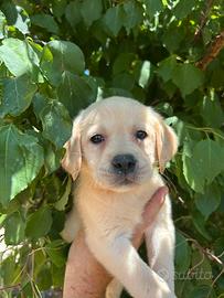 Labrador di casa luys