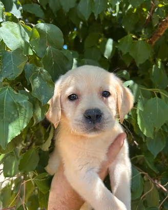 Labrador di casa luys