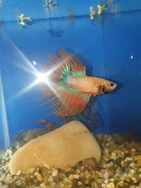 Pesce combattente Betta