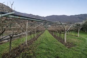 Terreno agricolo