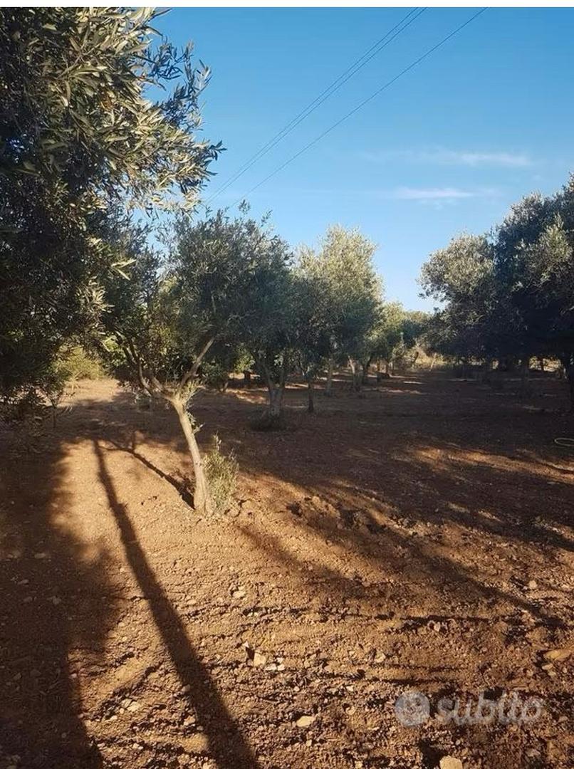 Terreno agricolo piantu - Vista 5