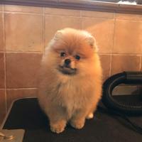 Cuccioli Spitz nano Pomerania