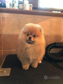 Cuccioli Spitz nano Pomerania