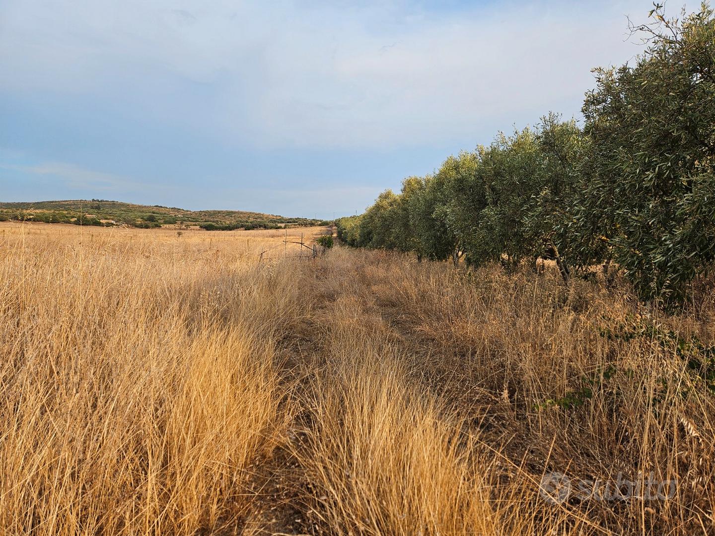 Terreno agricolo ss 387 km 14.5 - Vista 3