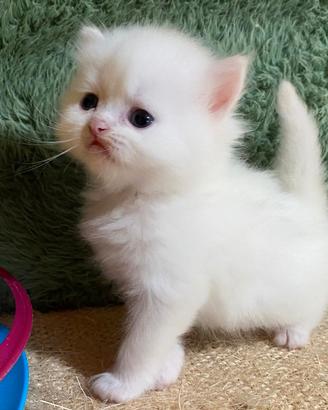 Gattino persiano maschio 