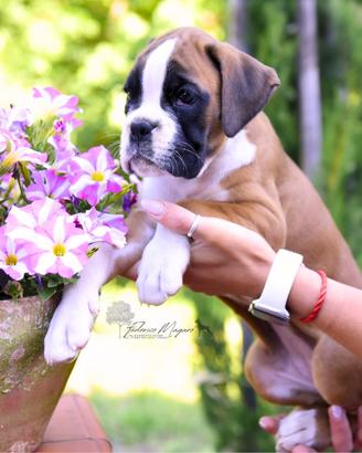 Boxer cuccioli