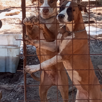 American Staffordshire Terrier